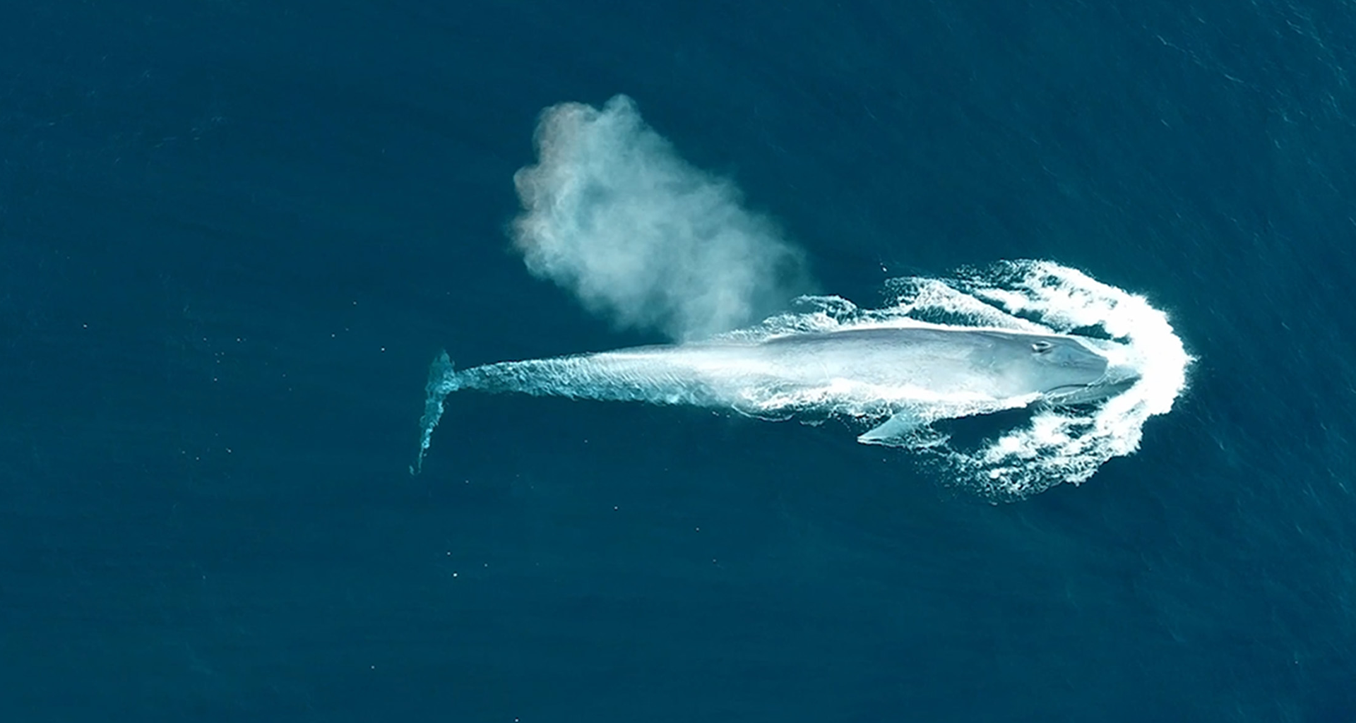 护佑生命并肩前行·bg大游生物品牌片